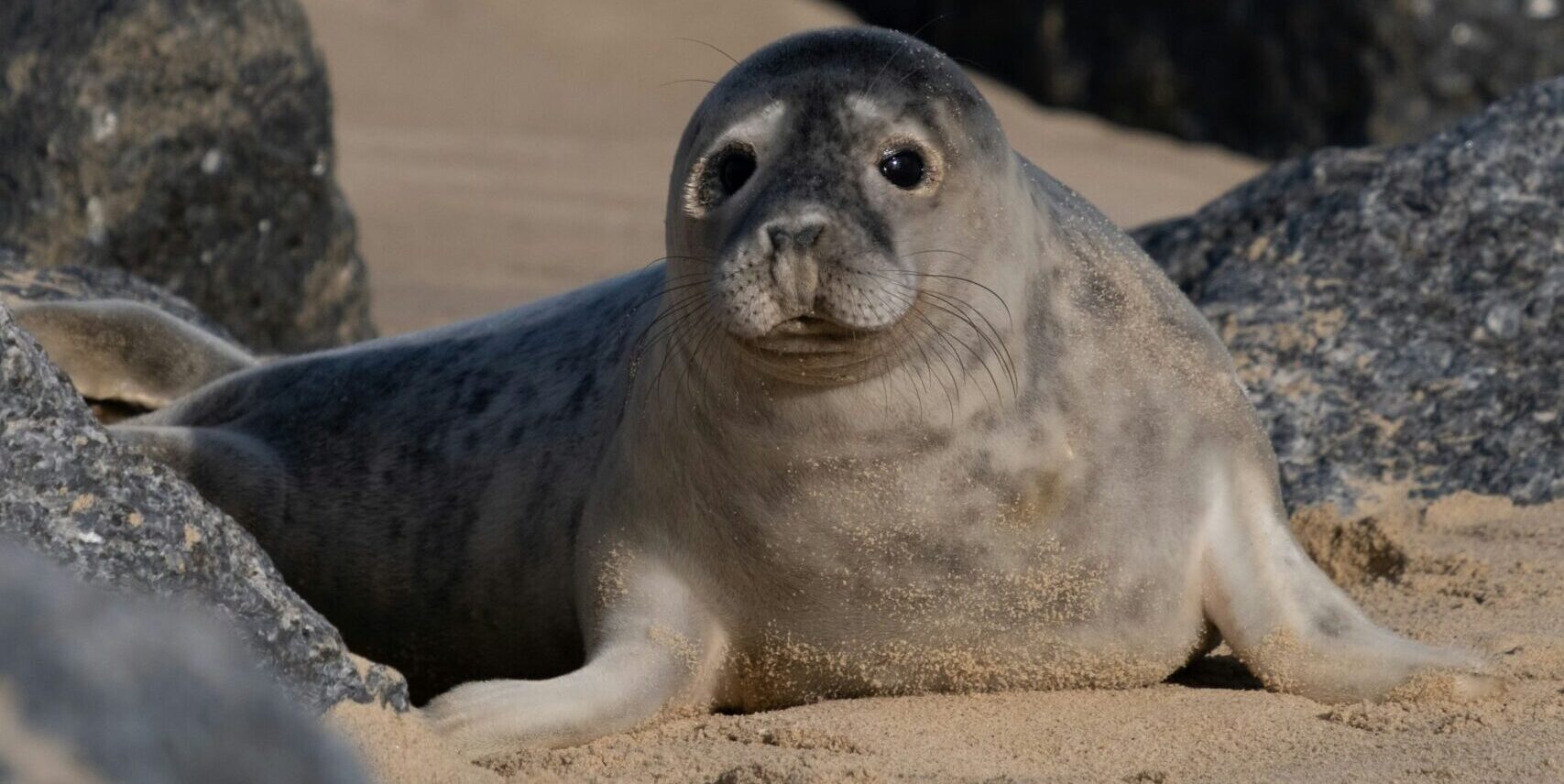 Seals and Shared Spaces: When Our Presence Meets Their Rest